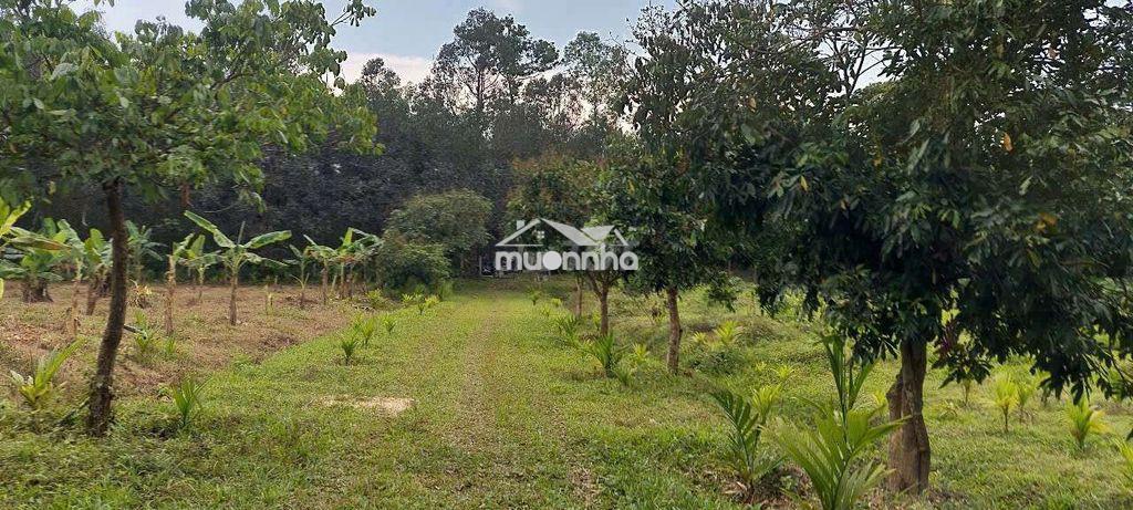 Bán đất làm trang trại, 35000m2 cây lâu năm có sẵng vườn ao chuồng - Ảnh 2
