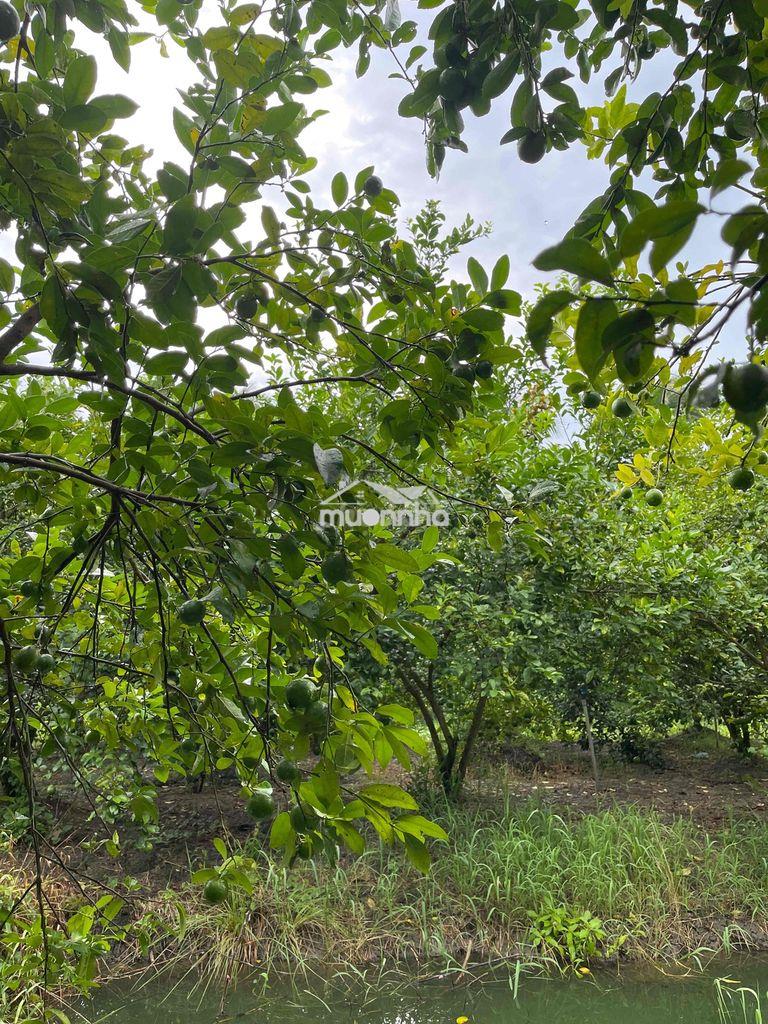 Bán đất long hưng, tiền giang, đồng tháp. 17,56mx 27m= 474m, đường ôtô - 3