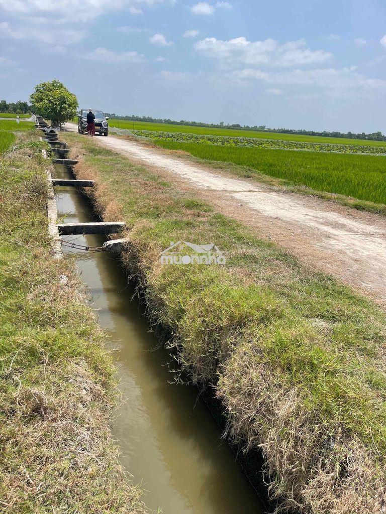 Cần bán gấp đất đồng tháp - Ảnh 4
