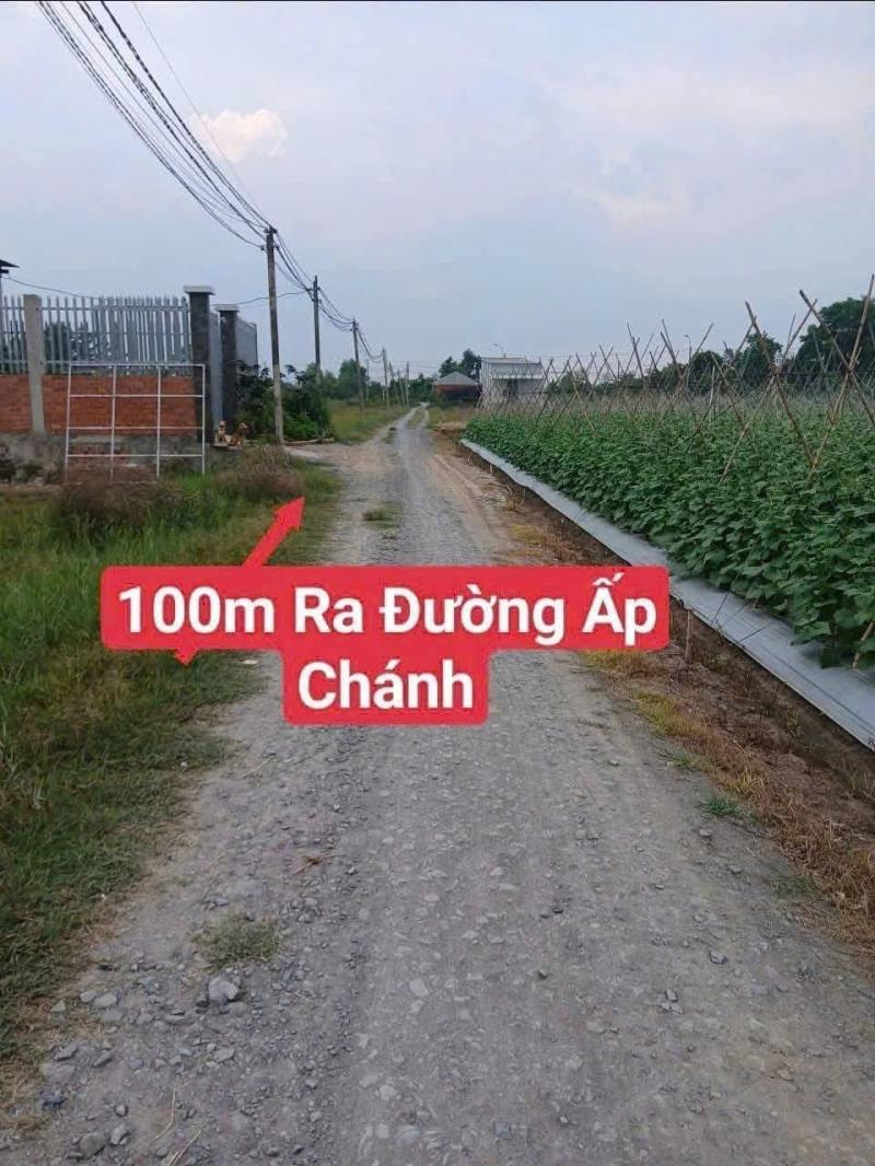 Bán đất / ấp chánh , thị trấn hậu nghĩa 232m2 full thổ đường oto đá xanh giá chốt 1,25 tỷ - Ảnh 2